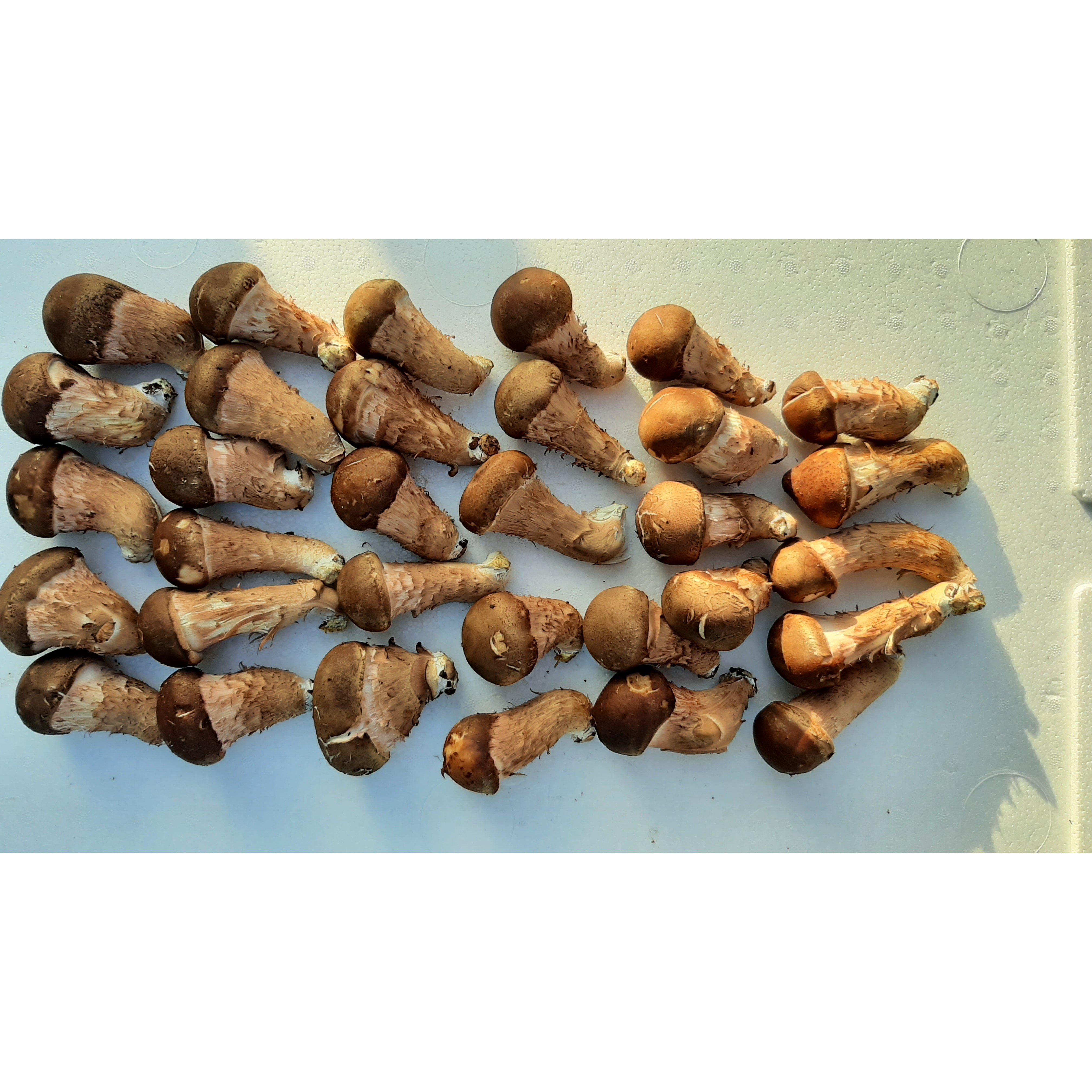 국내산 무농약 참송이(친환경,우수농산물GAP인증품) 55,000원