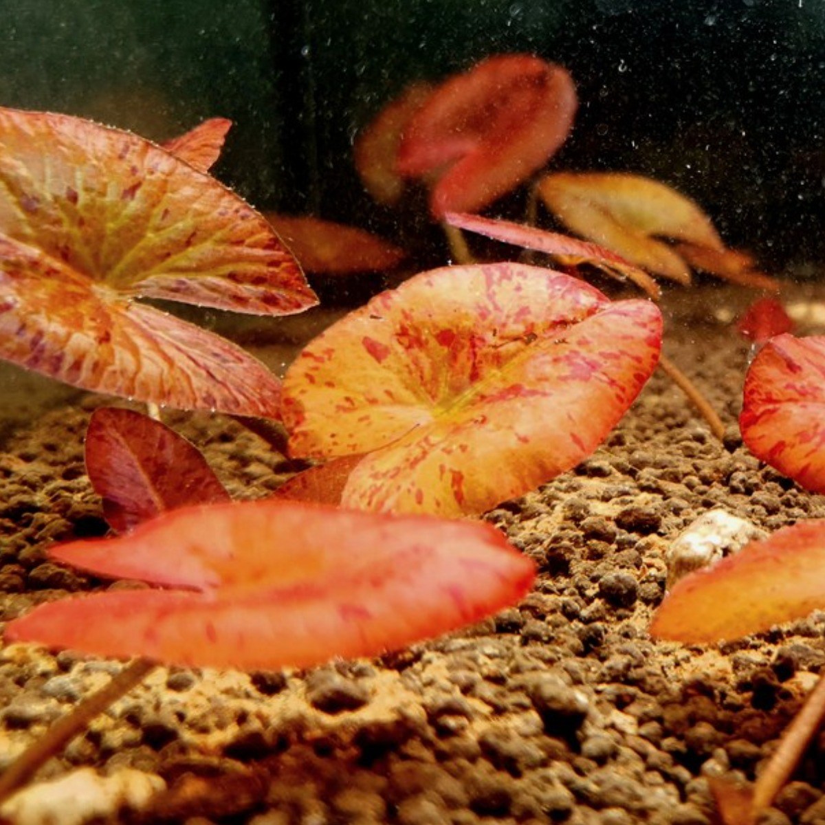 [미초] 타이거로터스 레드 수초 1뿌리 / 새우 수초 / 레이아웃 / 어항 수초 / 대형 수초, 1개 12,000원