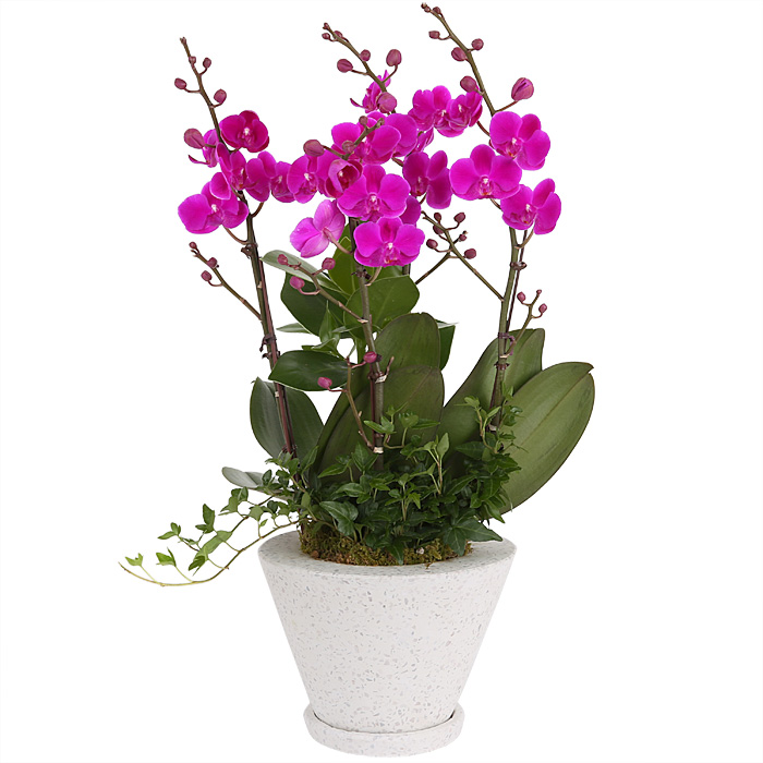 119플라워 (당일배송) 화이트화기만천홍 ST-H450 서양난 미니호접 호접난 행사용 환갑 승진 영전 전시회 개업 전국꽃배달 생일 기념일 꽃선물 꽃배달, 1개 77,600원