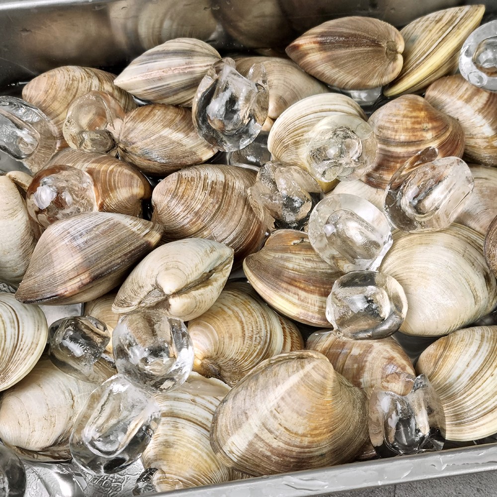 [식품의즐거움] 해감완료 자연산 고창 백합 2kg 3kg 모음 12,710원