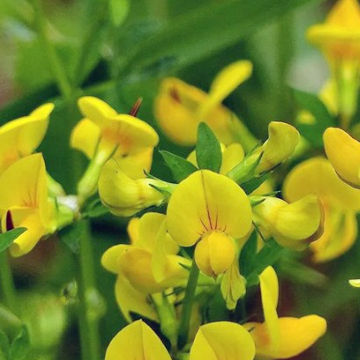 조이가든센터 야생화씨앗_벌노랑이꽃 - 1kg 34,010원