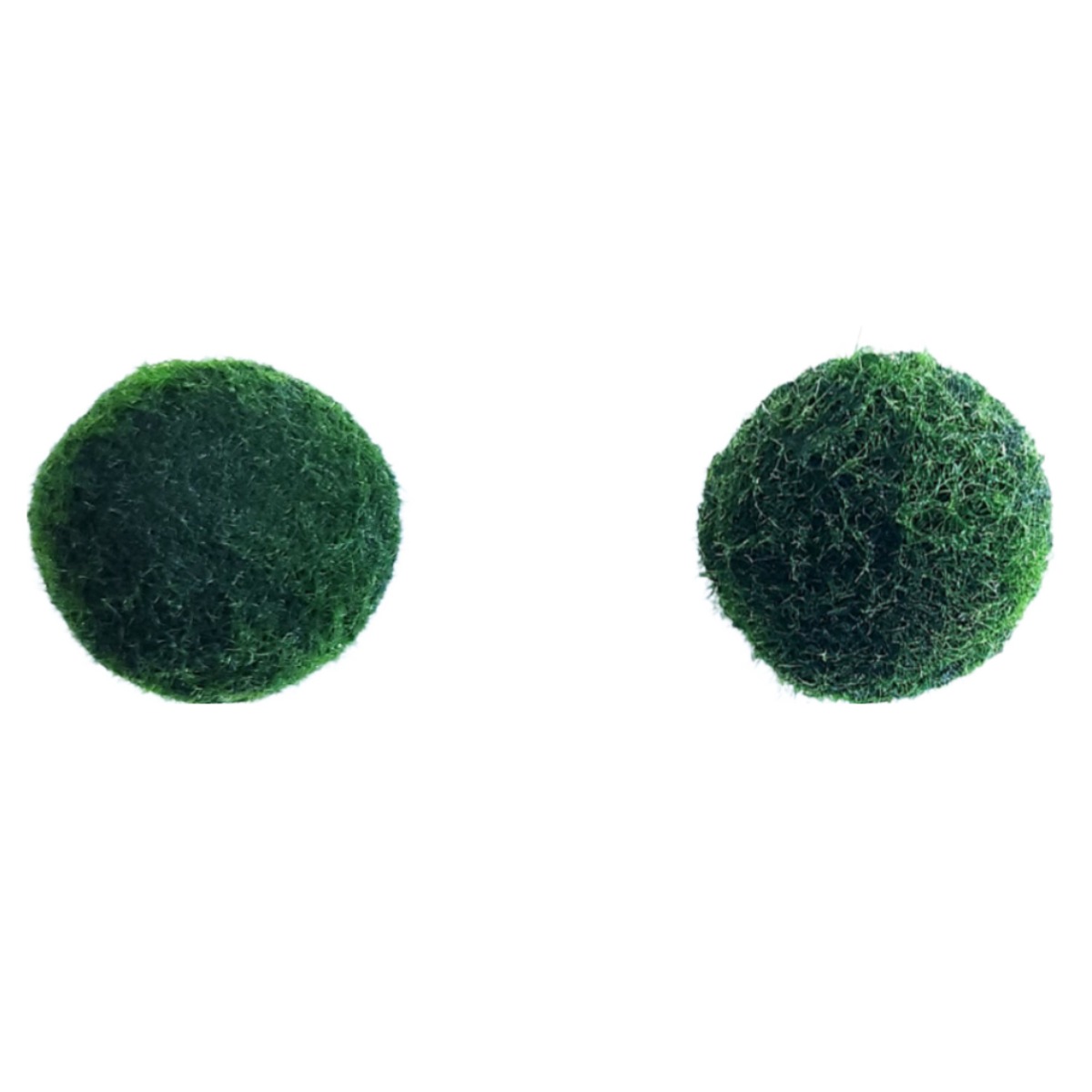 [미초 특가] 마리모 (특대형) 2개 /어린이 선물/ 인테리어/ 수경식물 / 새우 수초 / 모스볼 / 마리모 13,600원