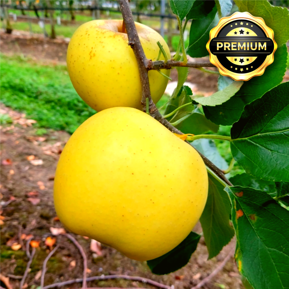 [15brix 고당도] 양구 최상품 시나노골드 황금사과 40,900원