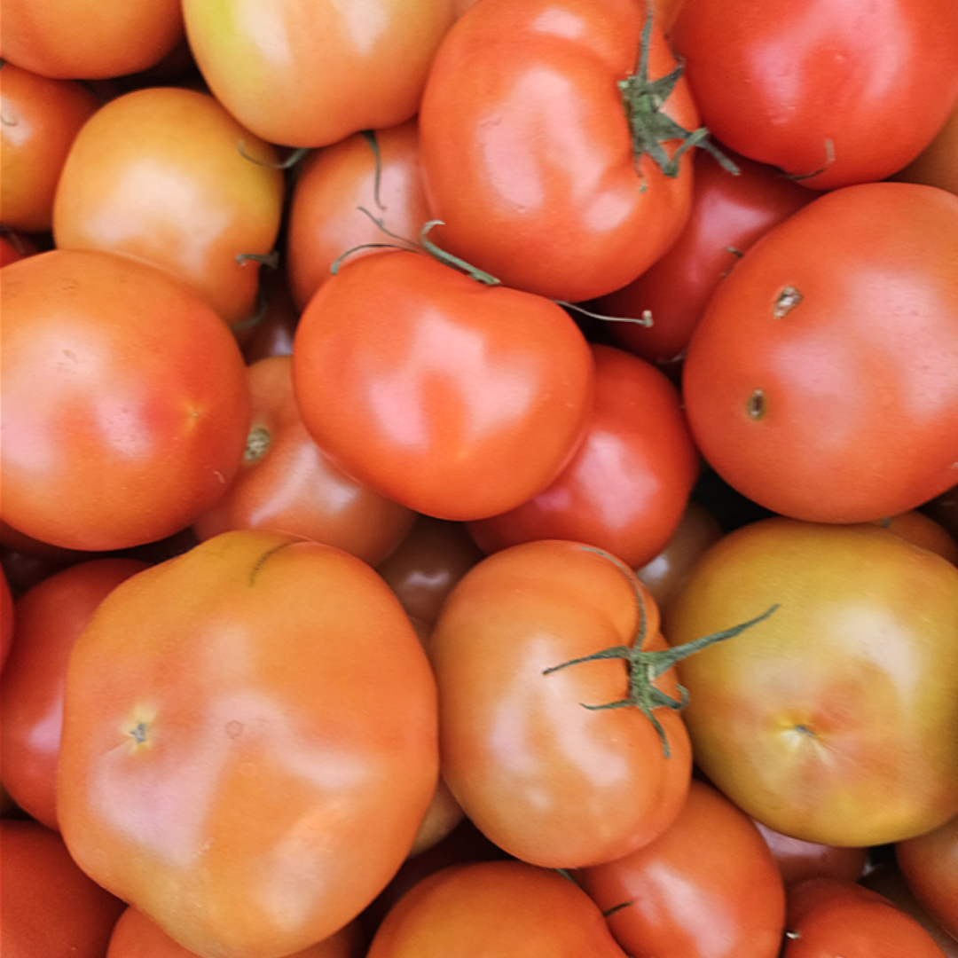 [초특가할인] 토마토 완숙 찰 토마토 쥬스용 못난이 34,800원