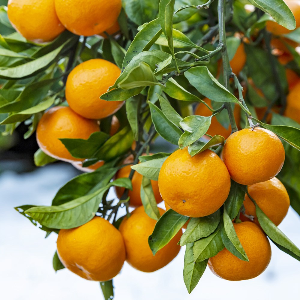 [당도보장]천하일품 제주 제철 타이벡 감귤, 1박스, 타이벡 감귤 10kg 로얄과(S/M) 45,900원