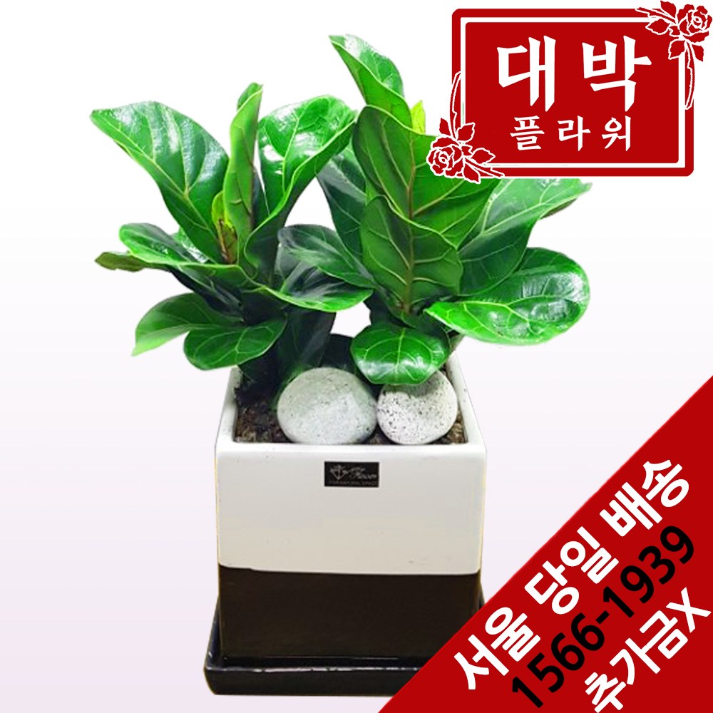 대박플라워 떡갈고무나무 개업화분 집들이 인테리어 공기정화식물 관엽식물 꽃배달 48,600원