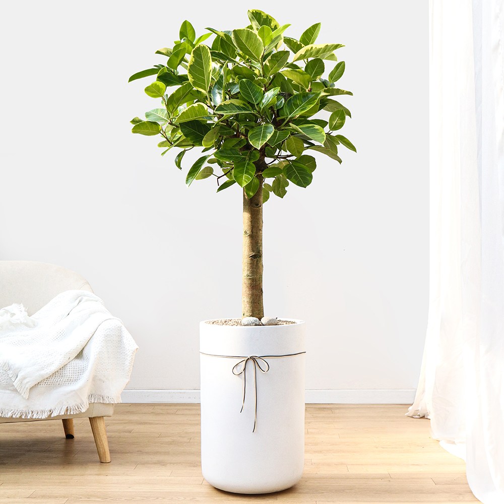 드셀플라워 금전수 돈나무 개업 화분 집들이 선물 승진 사무실 이전 병원 개원 식당 개업식 축하 화분 배달 당일배송 75.특대형_뱅갈고무나무 흰색원형 경량화분 149,000원