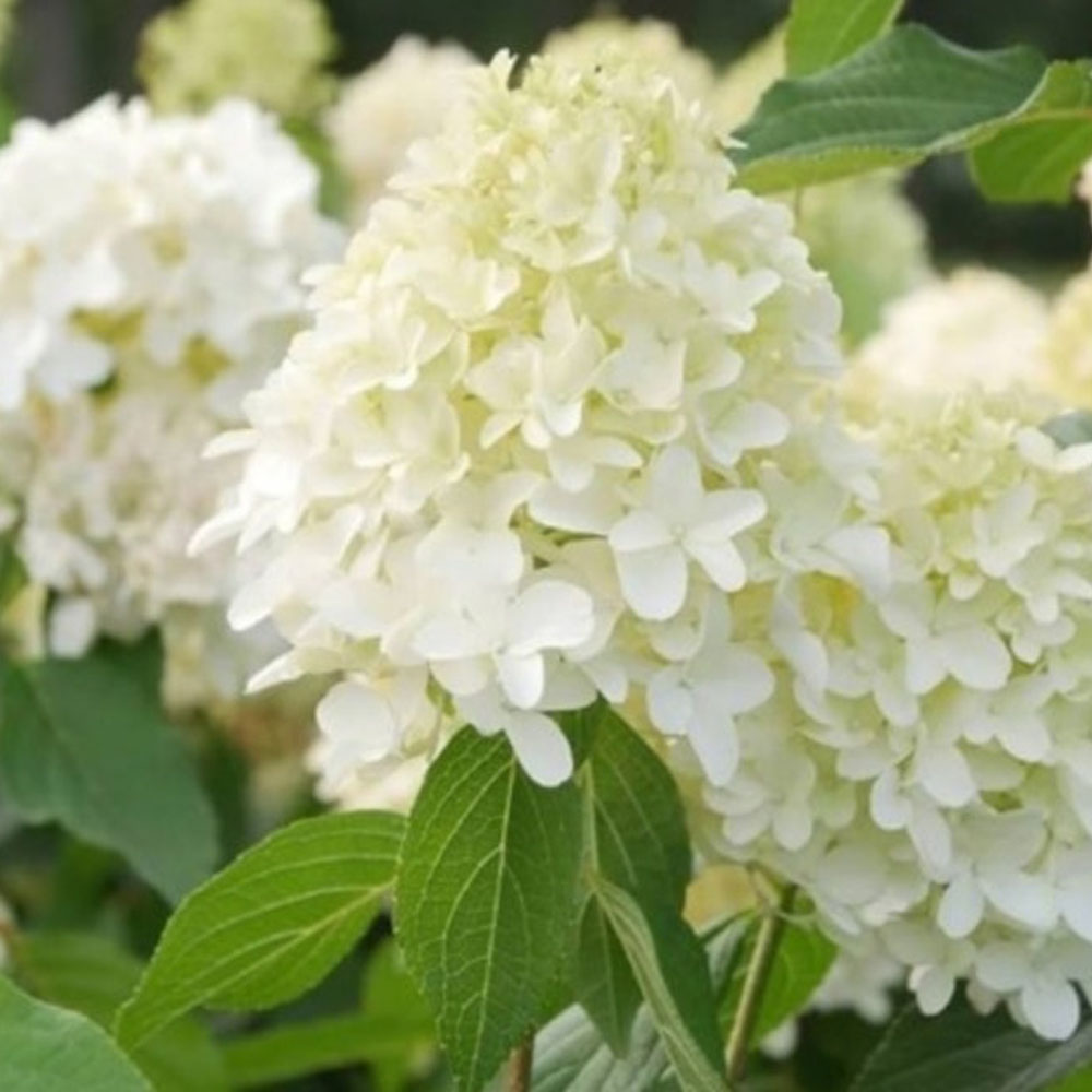 목수국 80cm 분묘 수국나무 묘목 조경수 정원수, 1개, 목수국 80cm 분묘 6,500원