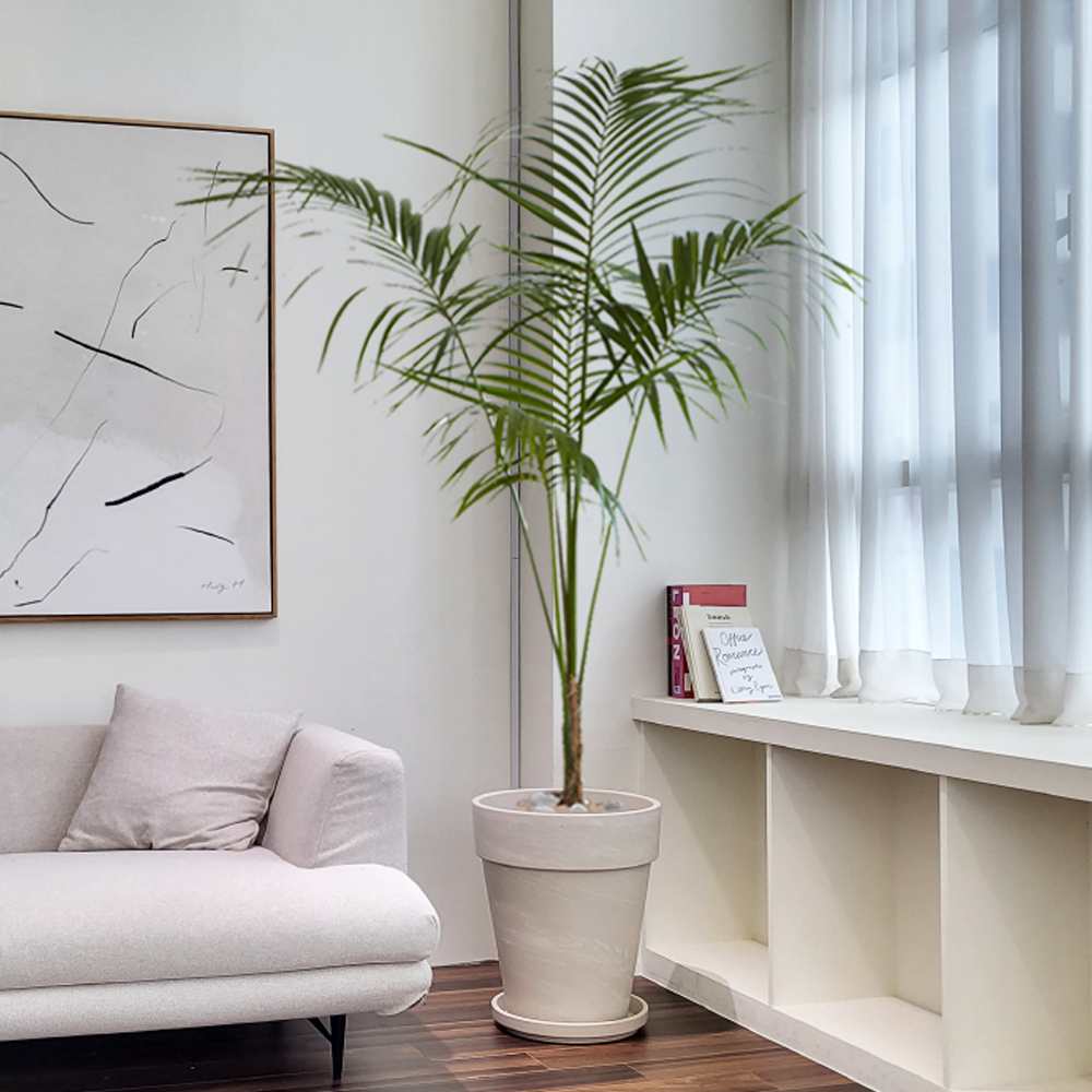 농원청년 크림토분 취임 영전 이직 승진 축하화분 실내 공기정화식물 사무실 카페 매장 공간 인테리어식물 거실화분 집들이 개업식 축하화환 여인초 금전수 뱅갈고무나무 아레카야자 행운목 349,000원