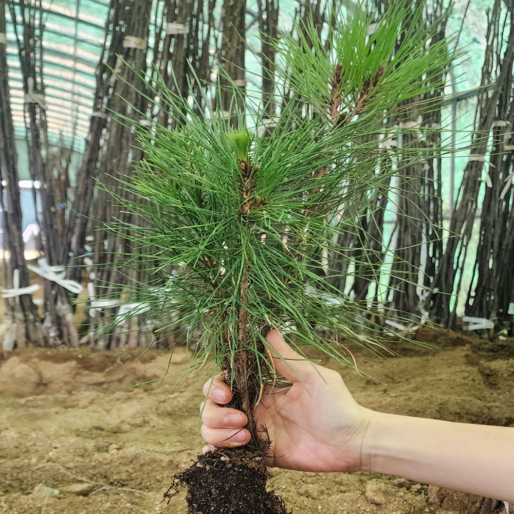 [경북농원] 적송 포트묘1-2년생 / 반송 접목묘1년생, 1개 2,000원