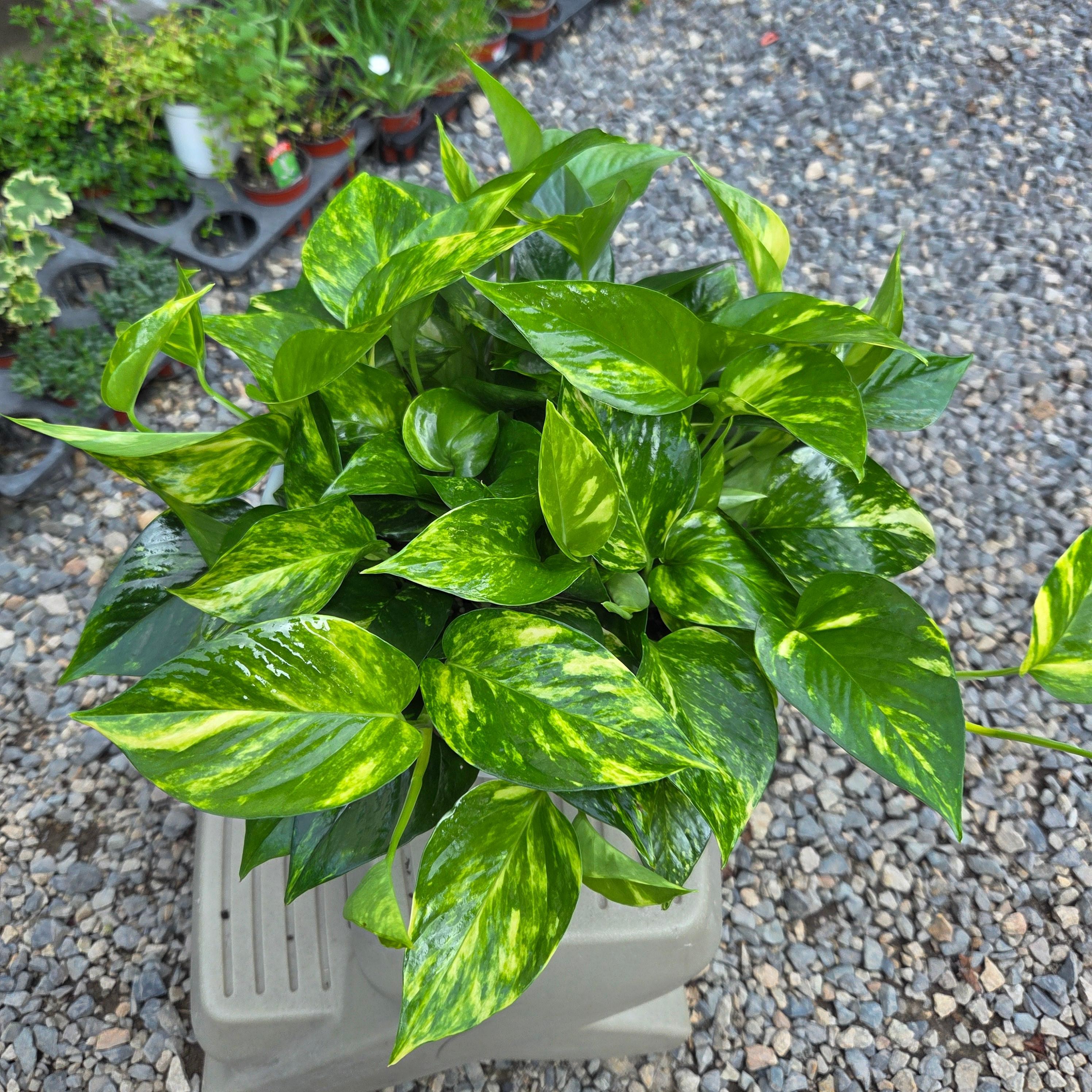 [안녕두구동] 스킨답서스 무늬 마블 공기정화식물 키우기쉬운 수경재배 화분받침, 1개 23,900원