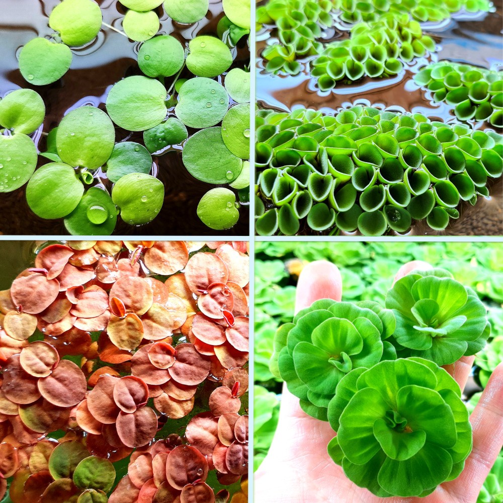 [모던아쿠아] 수질정화와 치어를 위한  부상수초 [총21뿌리] / 물에뜨는 수초 / 초보 수초 / 키우기 쉬운 수초 / 새우 수초 16,800원