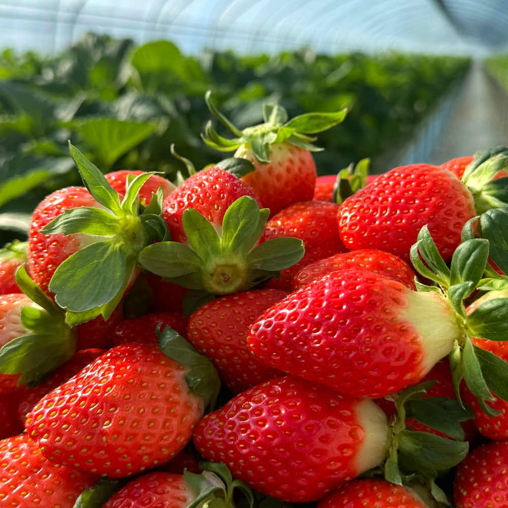 담양 고당도 설향 홍희 산지직송 프리미엄 딸기, 1박스, 설향딸기 중과500g 22,800원