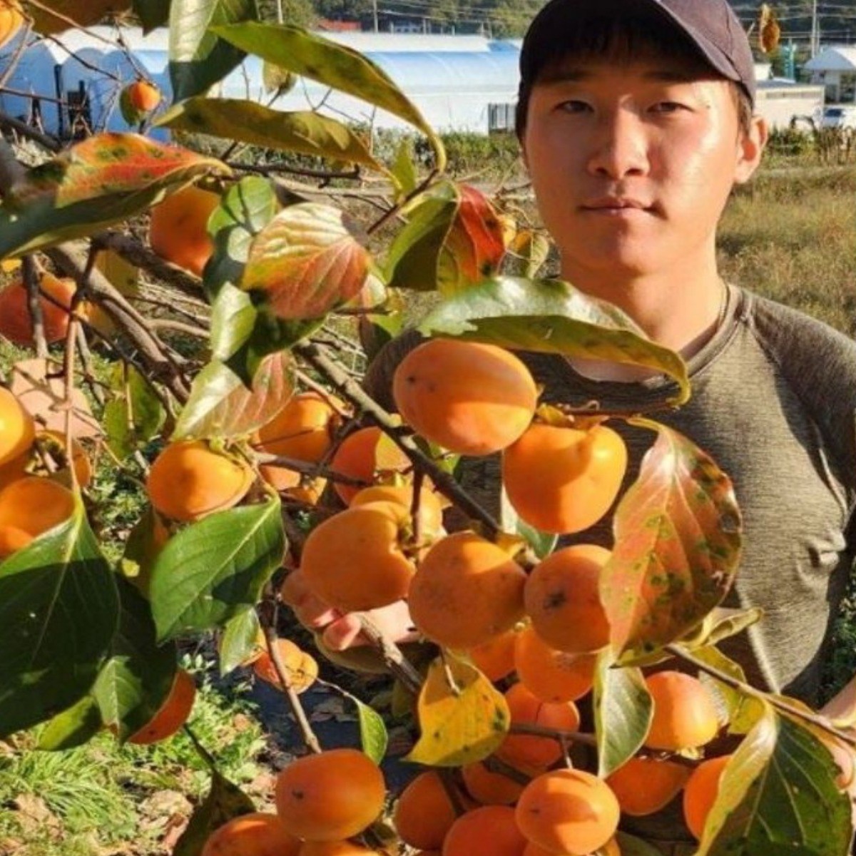 감나무 묘목 단감 월하 감나무 상묘 접목묘목 11,000원