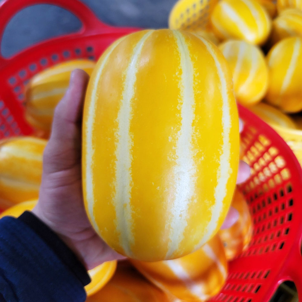 성주 꿀 참외 산지직송 당도선별 가정용 10kg, 소과 10kg, 1개 69,900원