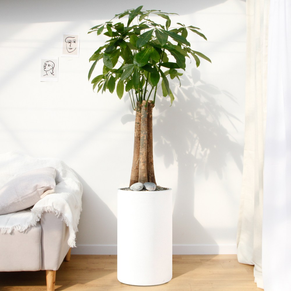 드셀플라워 파키라 금전수 개업 화분 집들이 선물 승진 사무실 이전 병원 개원 식당 개업식 축하 화분 배달  당일배송 82.특대형_파키라 흰색원형 경량화분 149,000원