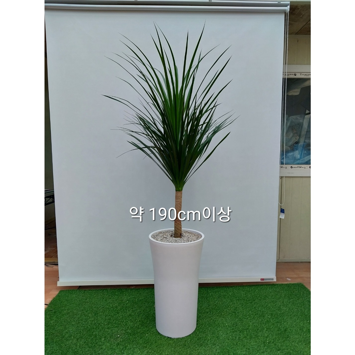 [한정특가 오투트리] 대형 화분 당일무료배송 공기정화식물 축하선물 개업선물 이사선물 승진선물 드라코 82,000원