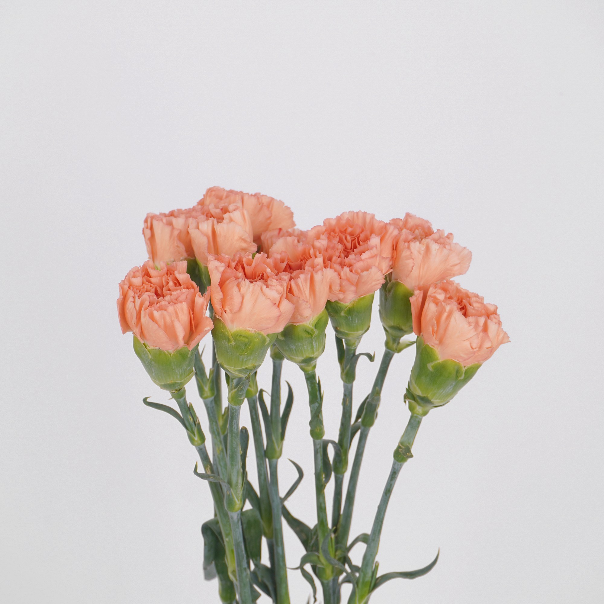 [플라워팜팜] 어버이날 대륜 카네이션 10송이 3 colors 생화 꽃배달, 오렌지, 1개 17,000원