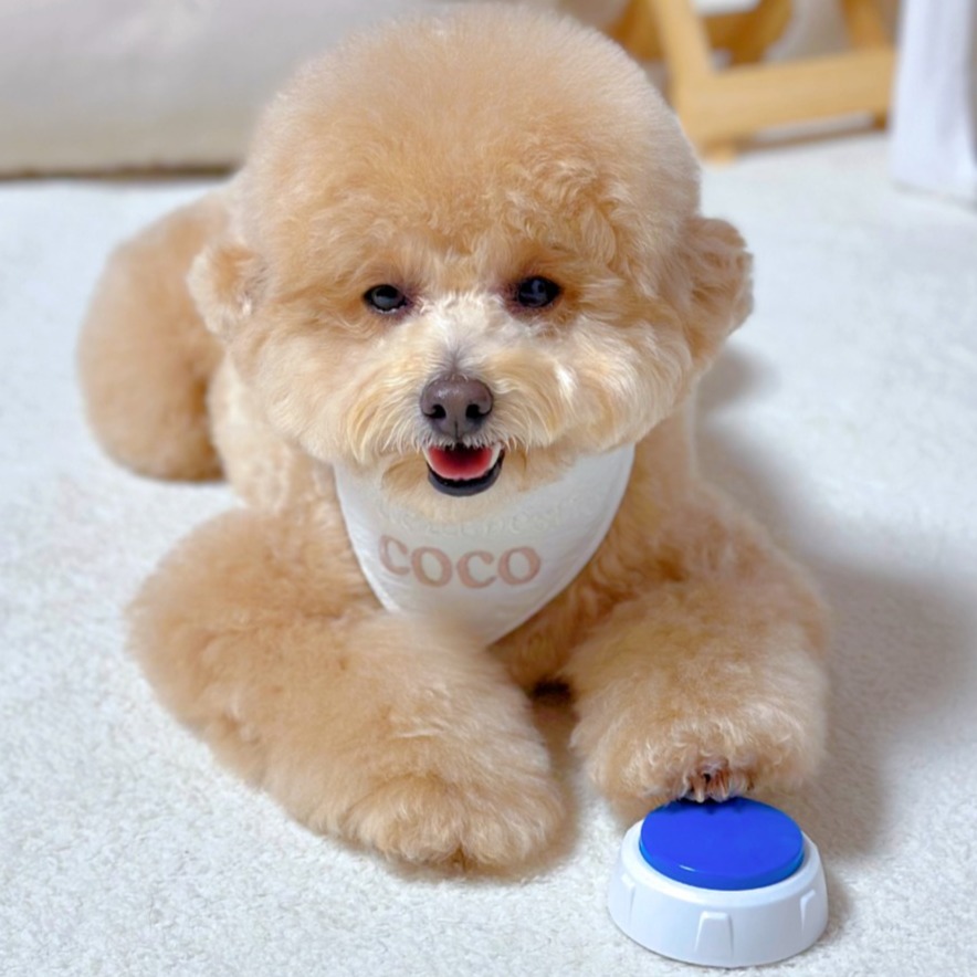 MAAH 강아지 훈련 소통 녹음벨, 1개, 블루 7,900원