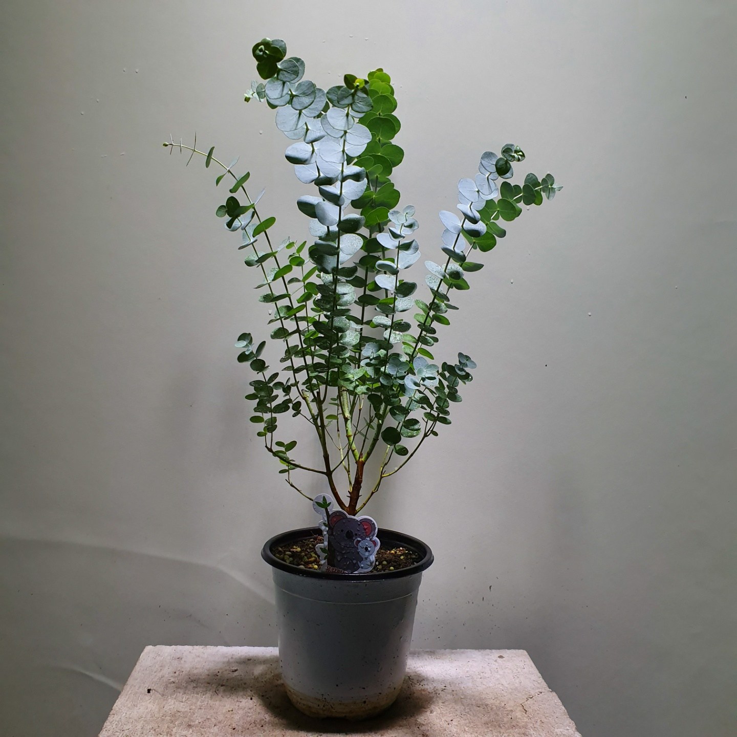 비염에좋은 유칼립투스 블랙잭 30-50cm 99 12,390원