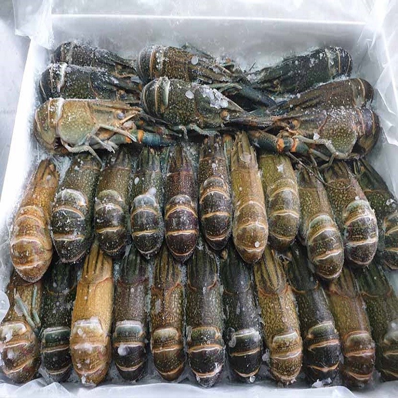 동아씨푸드 크레이피쉬 민물가재 마라롱샤 800g +소스포함 24,500원