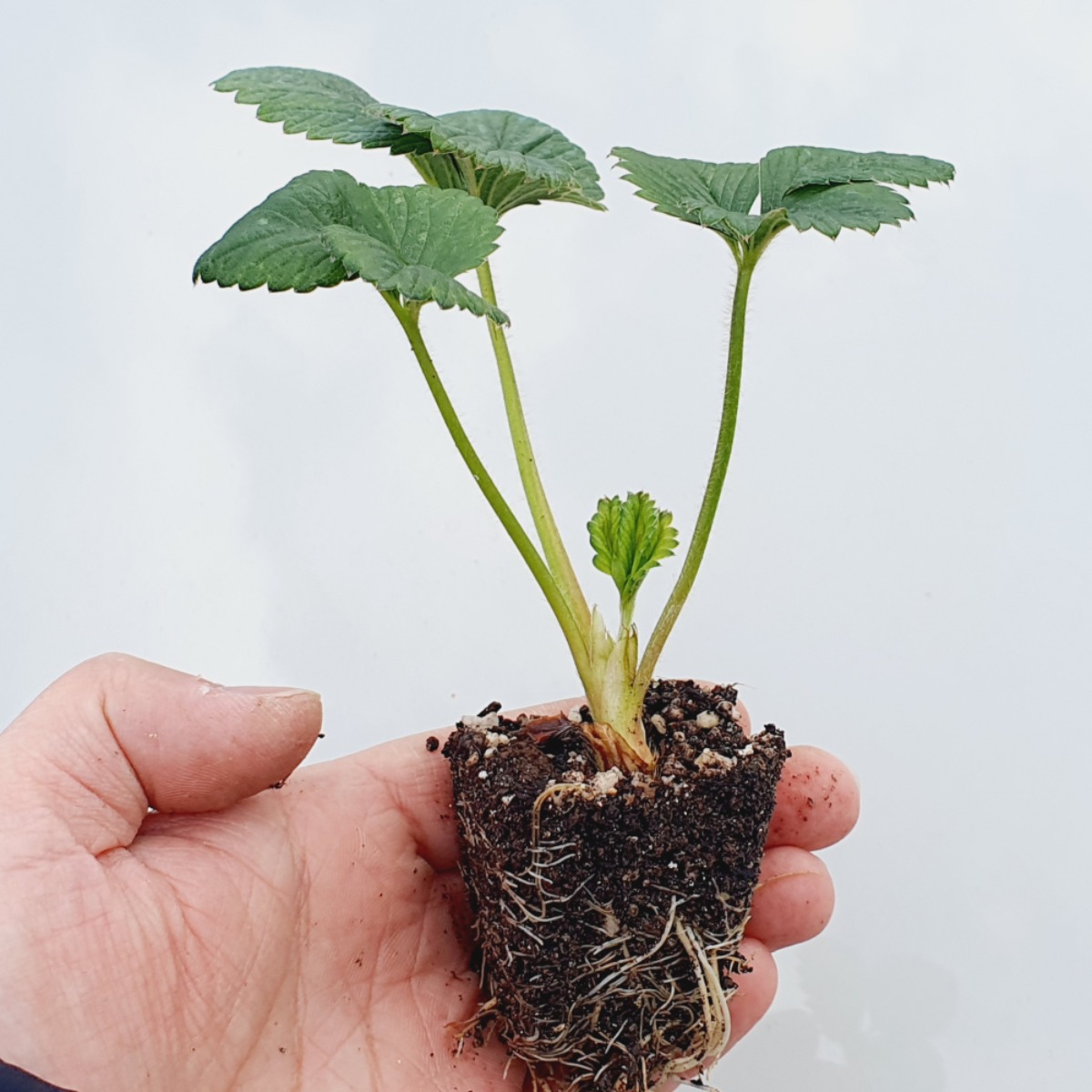 설향 딸기 모종 8개 베란다 텃밭 딸기 키우기 15,930원