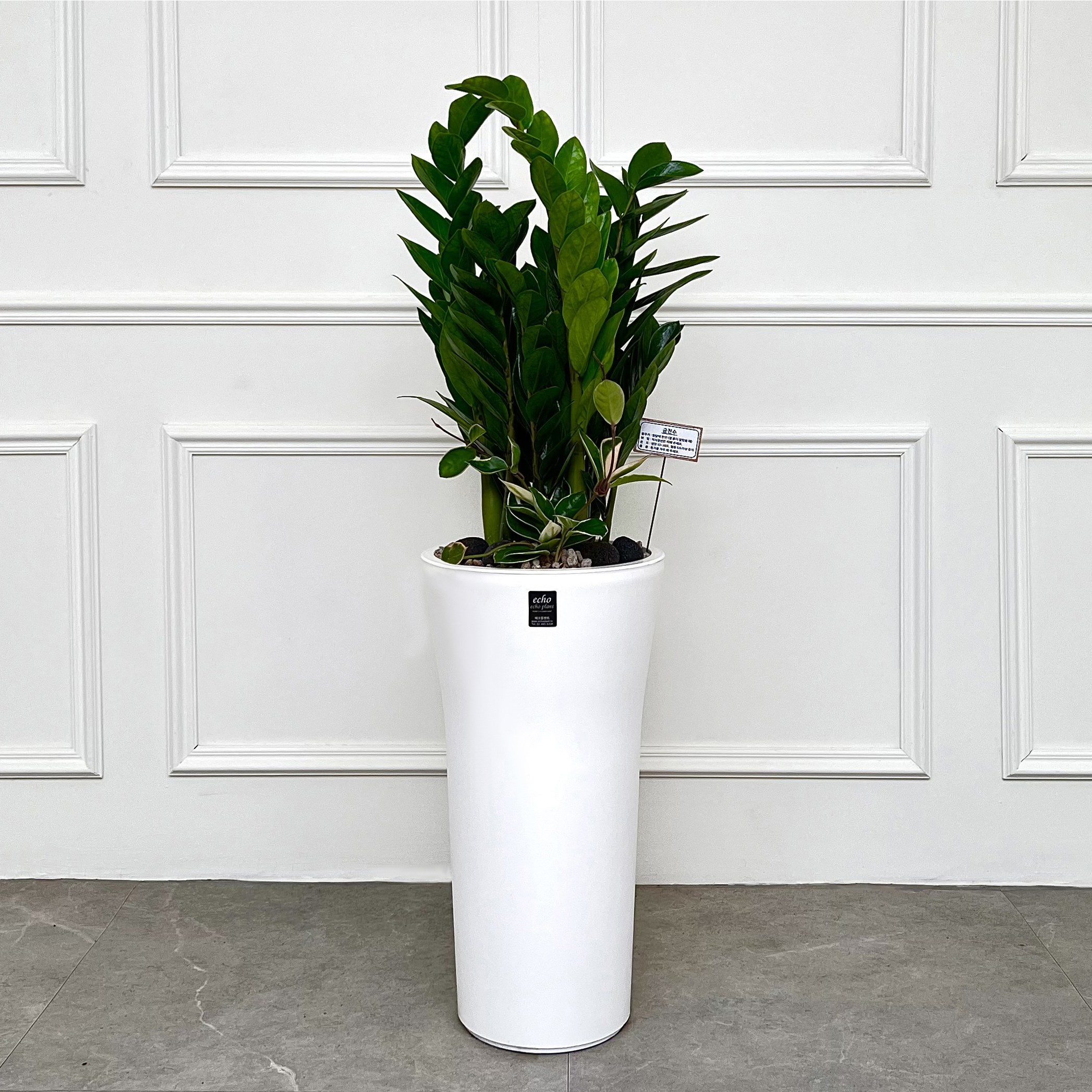 에코플랜트(서랍형받침증정+리본+당일배송) 금전수 개업 사무실 이전 병원 개원 식당 개업식 축하 화분, 01.금전수, 1개 69,650원