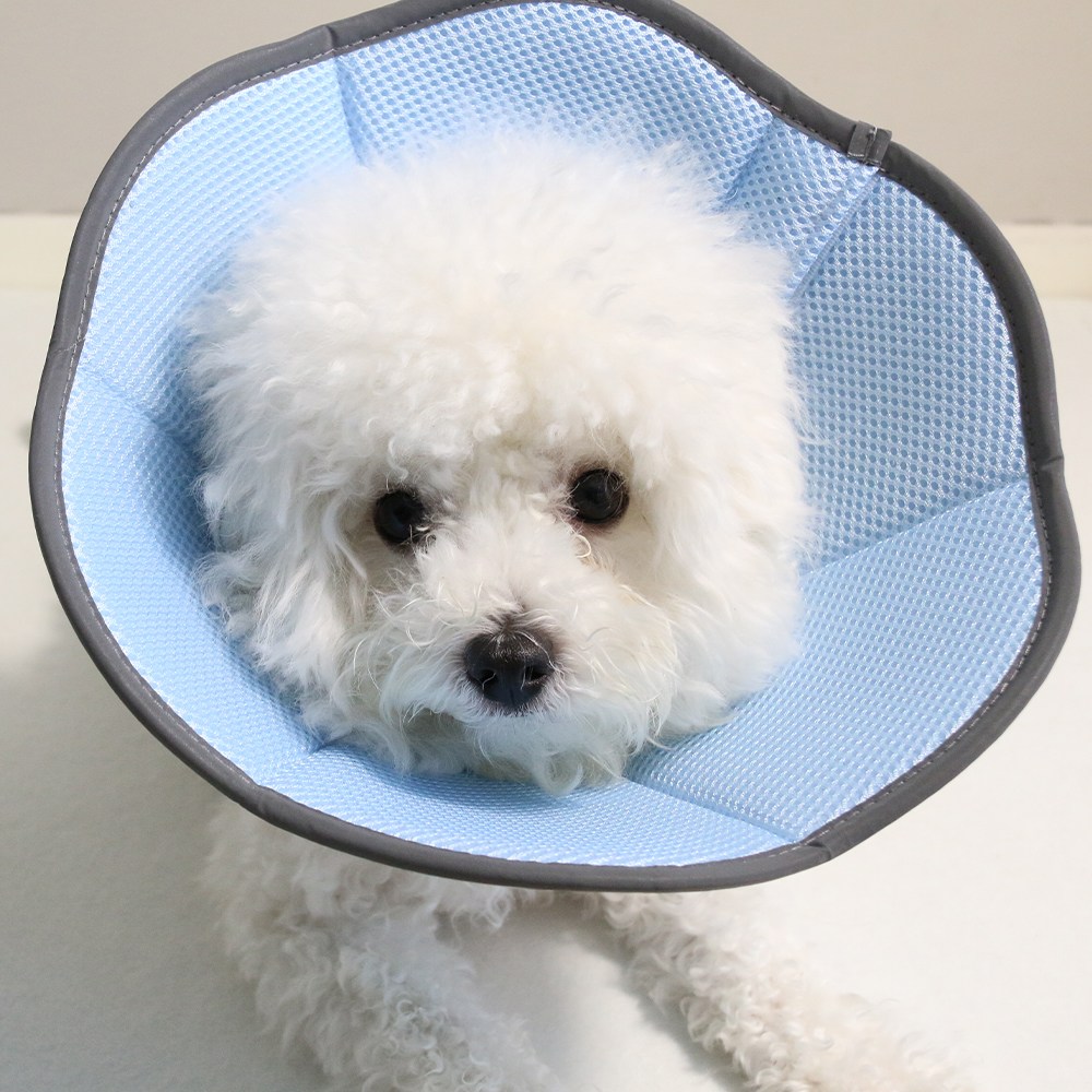 드림계곡 반려동물 강아지 고양이 통기성 메쉬 넥카라, 1개, 파란색 14,900원