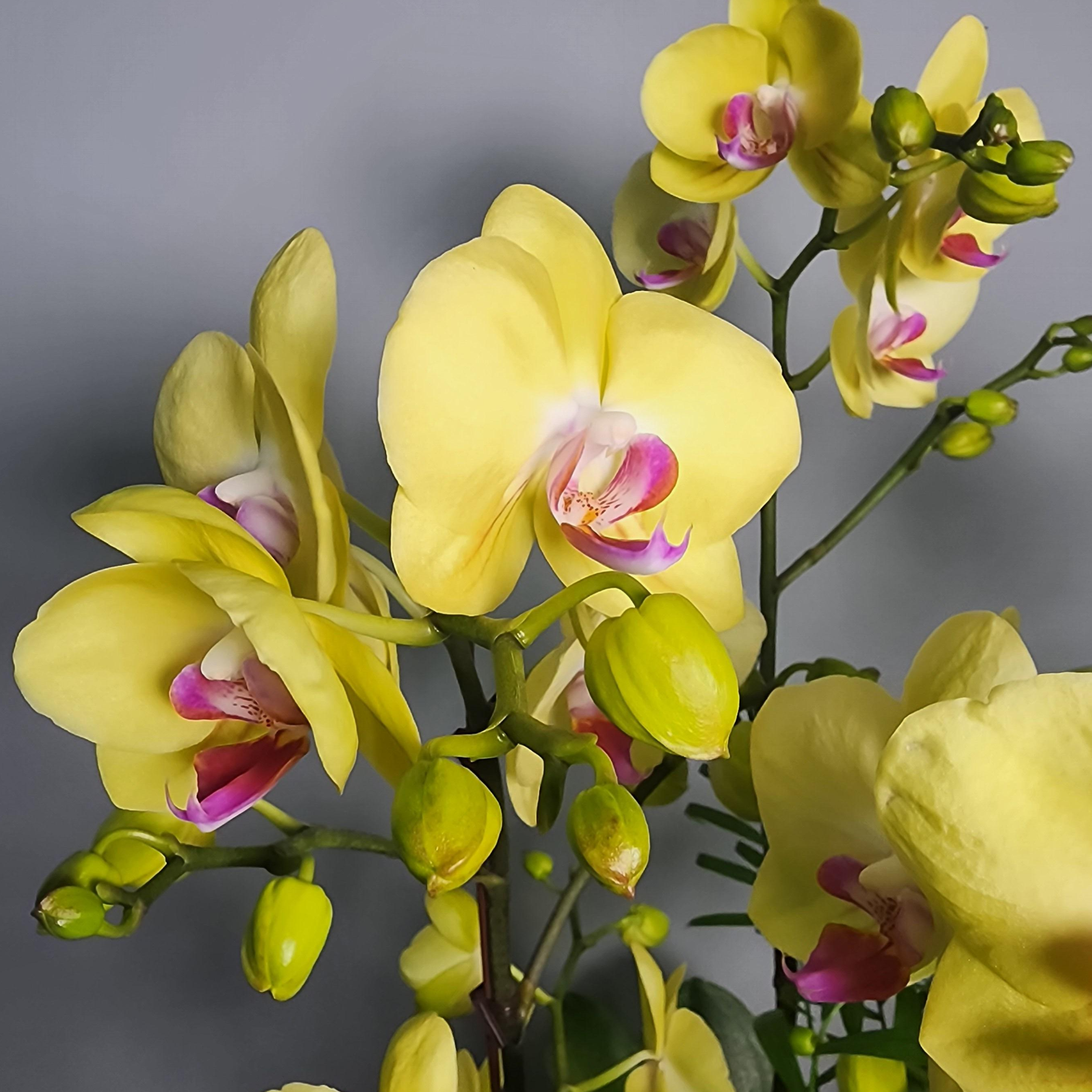 세종서양난 호접난 만천홍 전국당일배송 승진 영전 개업 난화분 선물  소형 중형 대형 탁상용 149,000원