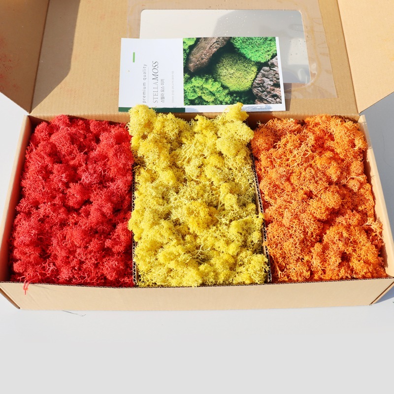 키득키득 공기정화식물  스텔라 모스이끼 붉은빛 가을 500g 24,000원