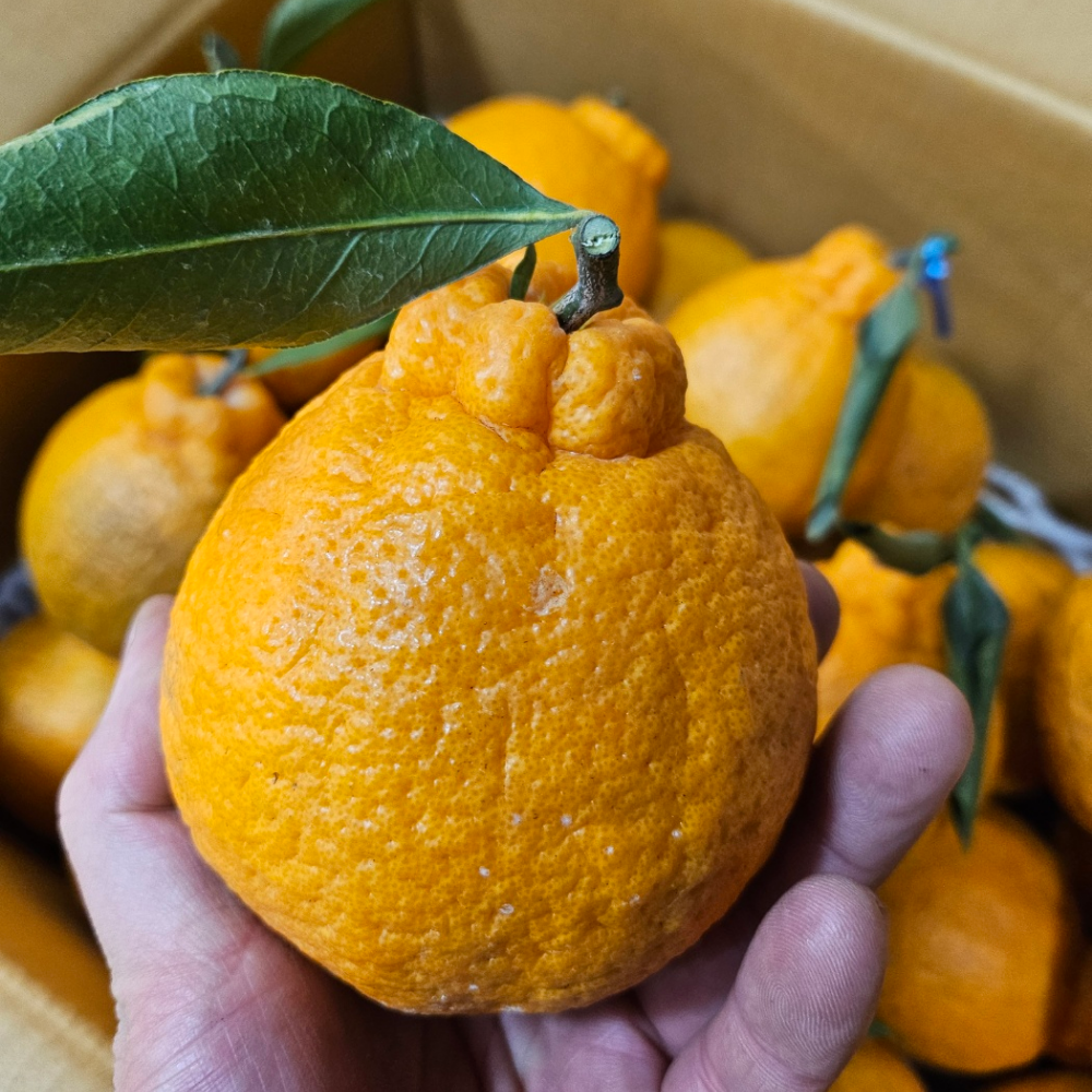 [제주이모] 14브릭스이상 상큼달콤 제주 노지 한라봉 13,900원