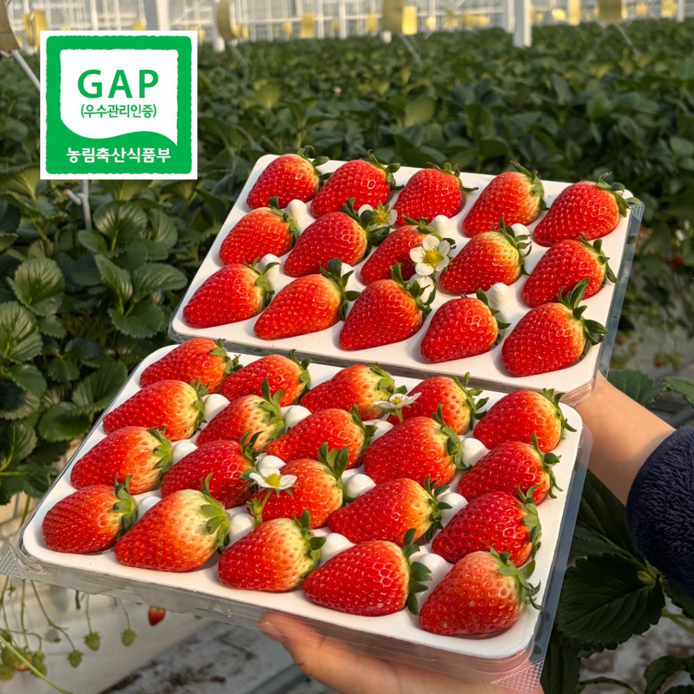 [당일수확/배송] 농가 직접판매 GAP인증 프리미엄 금실딸기 13,900원