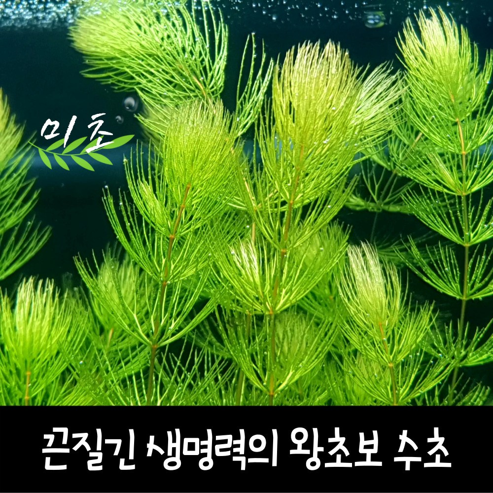 [미초] 너무 잘자라는 붕어마름 수초 5촉 / 어항 수초 / 초보 수초 / 치어 수초 / 부상 수초 8,300원