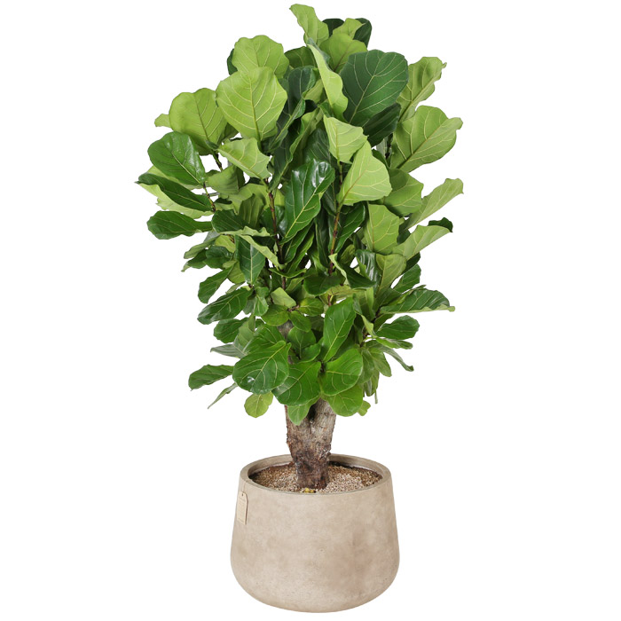 99플라워 (당일수령) 대형화분 떡갈고무나무 [ST-D761] - 전국꽃배달서비스 승진 관엽 개업 축하 화분 공기정화식물 당일배송 465,600원