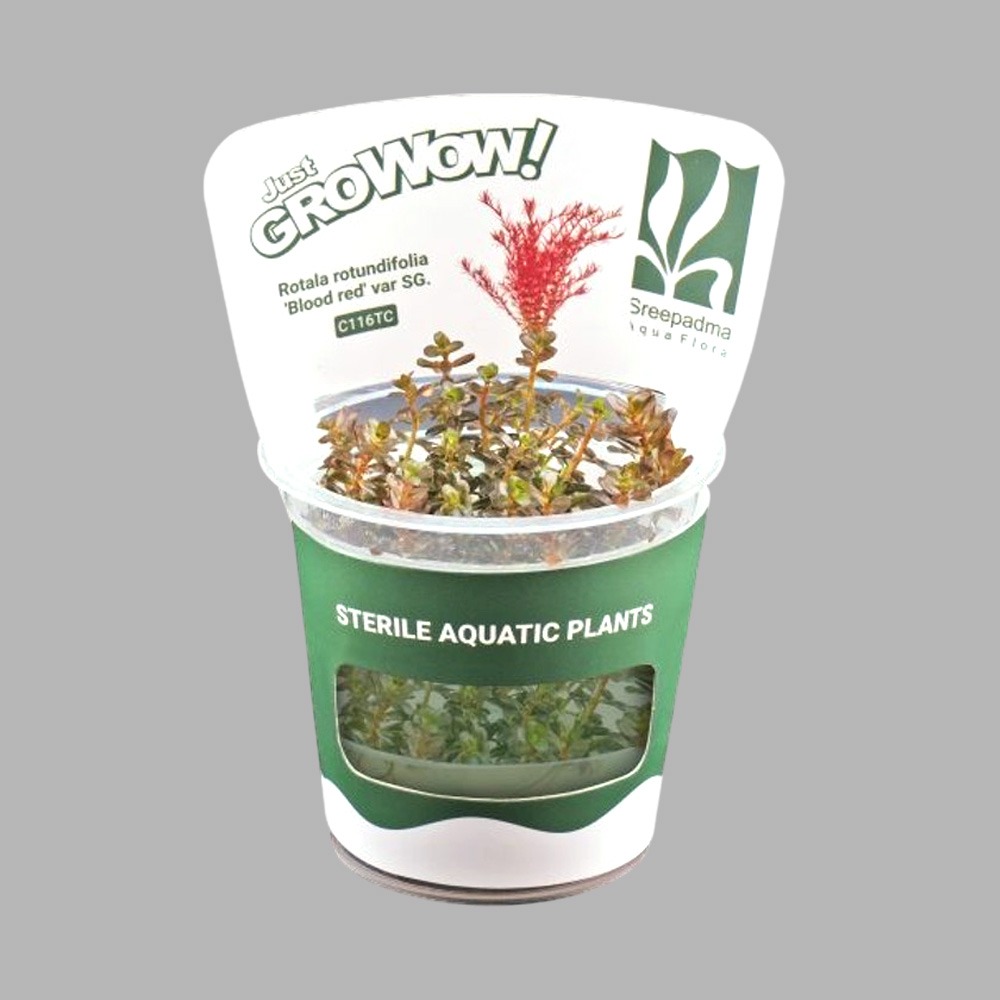 그로우와우 로탈라 로툰디폴리아 블러드 레드 무균 조직배양 수초 10,000원