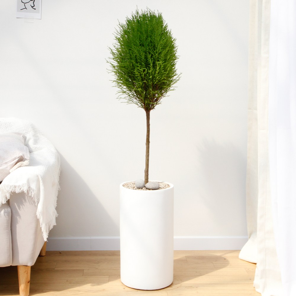 드셀플라워 금전수 뱅갈고무나무 집들이 선물 승진 사무실 이전 병원 개원 개업축하 화분 배달 당일배송 57.대형_핫도그 율마 흰색원형 경량화분 x 1개 119,000원