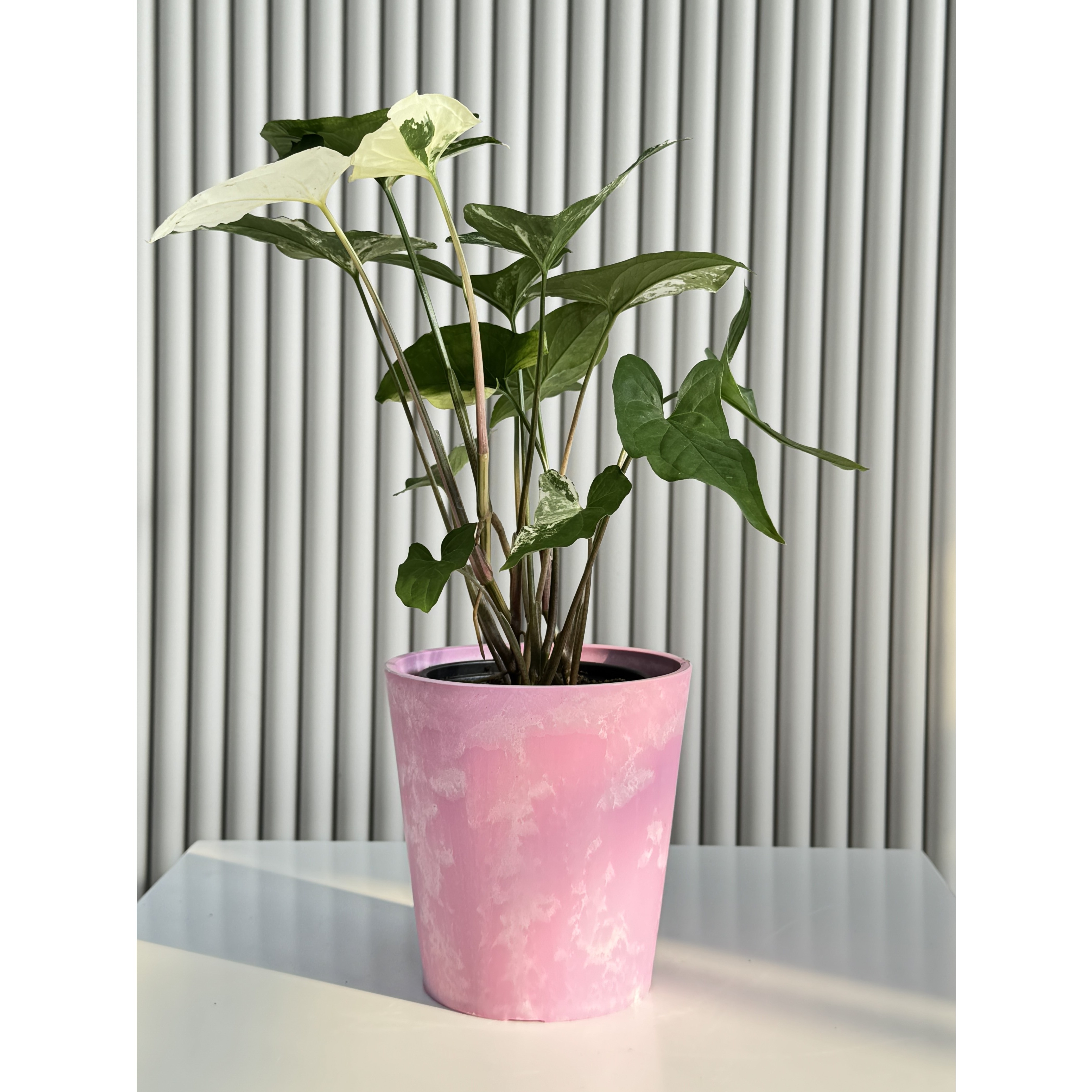 무늬싱고니움 탁상용 키우기 쉬운 버블팟 화분, 1개, 핑크 25,600원