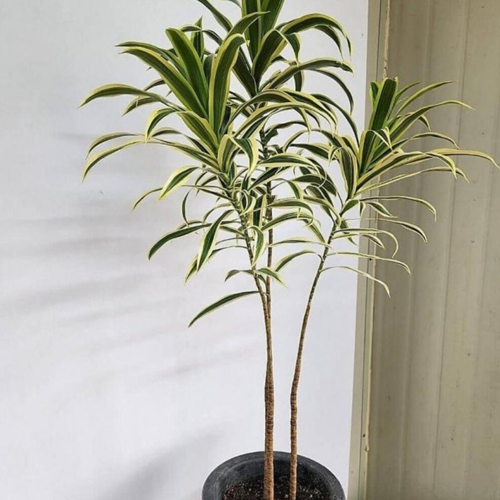 2026 공기정화 식물 드라세나 송오브인디아 약80cm, 1개, ., 약 80cm 33,400원