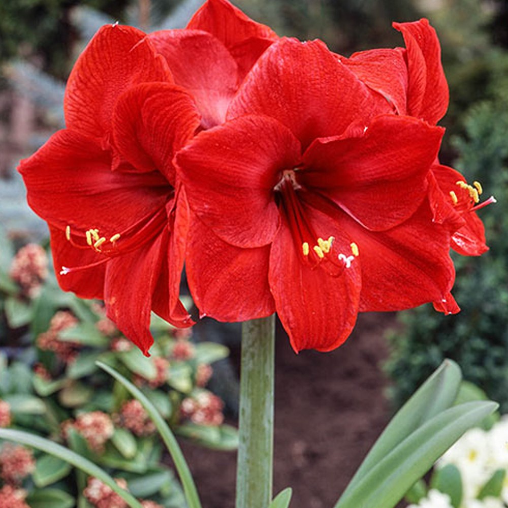 (구근) 아마릴리스 레드라이온 3구 /홑꽃 춘식구근 실내월동 공기정화식물 봄꽃 플랜테리어 18,000원