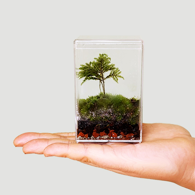 미니 테라리움키트 그늘대호꼬리이끼 더숲 BOM 이끼 테라리움세트 만들기 8,000원