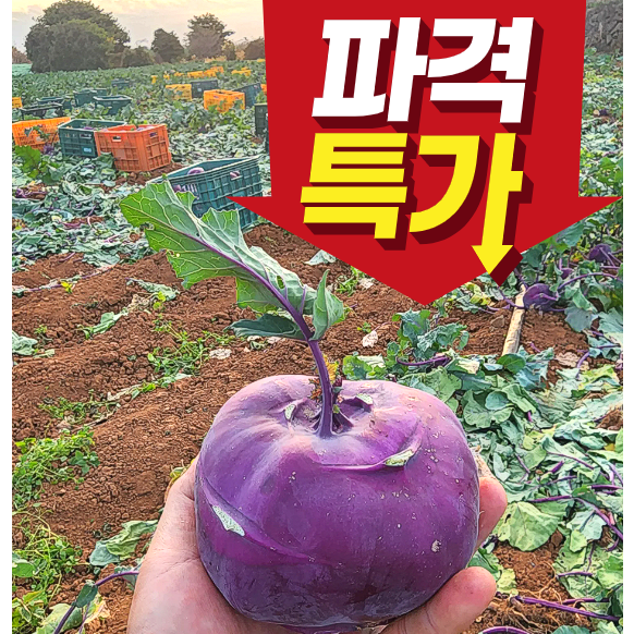 <제주빛가람> 제주산 프리미엄 특품 콜리브리 품종 콜라비 26,390원