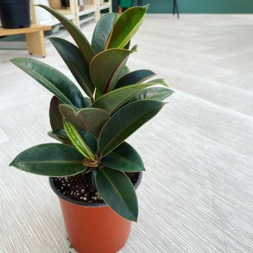 멜라닌고무나무 공기정화식물 실내식물 꽃 키우기쉬운식물 키우기 5,900원