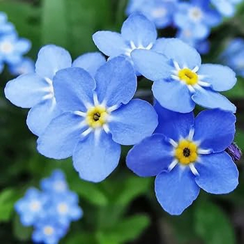 물망초 씨앗 2종 소포장 대포장 선택구매 3,120원