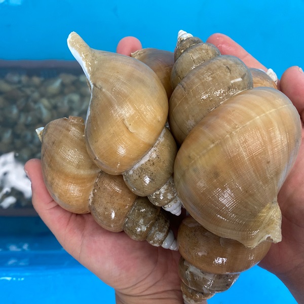 [선주직송] 당일조업 산소포장 포항 자연산 생물 백고동 백골뱅이 특대 대 중 소, 1개, 백고동 500g (20미내외) 18,900원