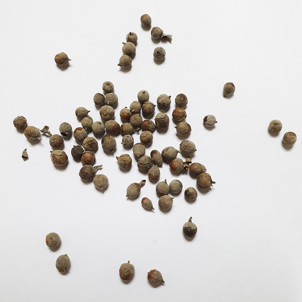 바이텍스(이탈리아목형)씨앗5g(200립) 18,000원