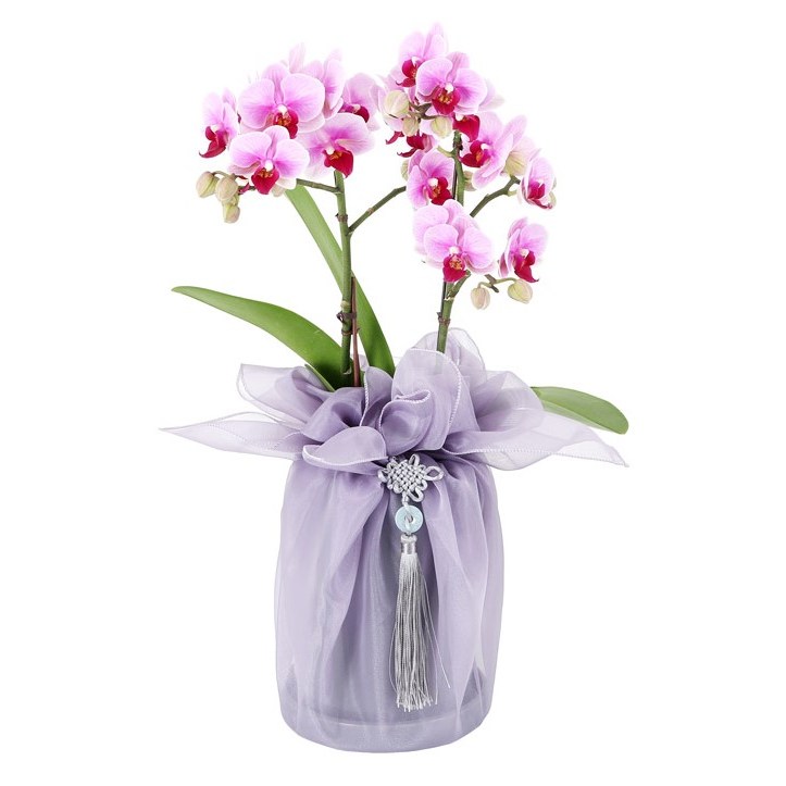 99플라워 2시간 전국 당일 꽃배달서비스 관엽 화분 동양란 서양란 승진 취임 영전 집들이 개업 이전 축하, 15.[ST-H499]화사한 서양란, 1개 62,050원