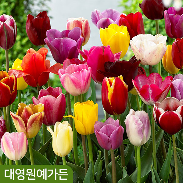 튤립 구근 혼합 알뿌리 28,500원
