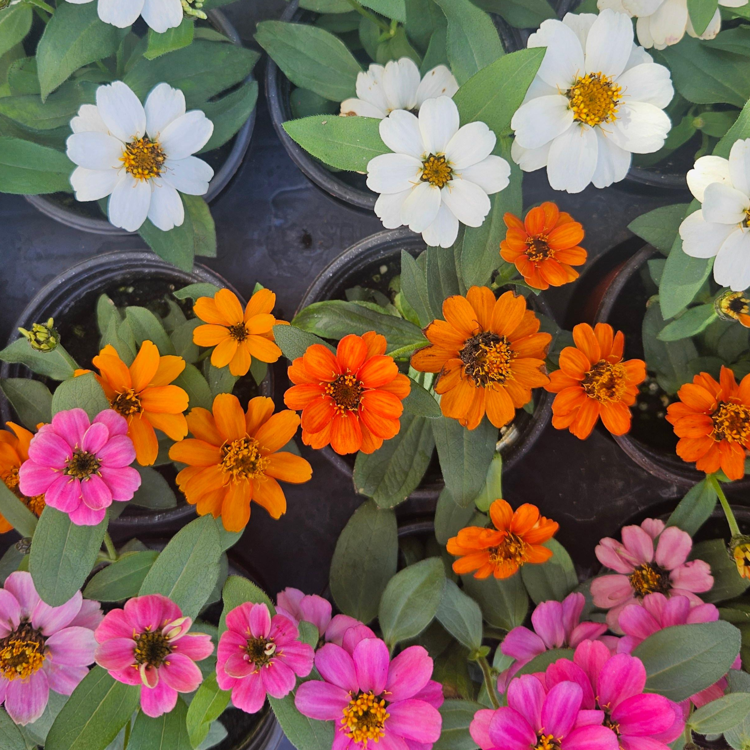 안녕두구동 백일홍 2개 자하라 화단꾸미기 노지월동 11,900원