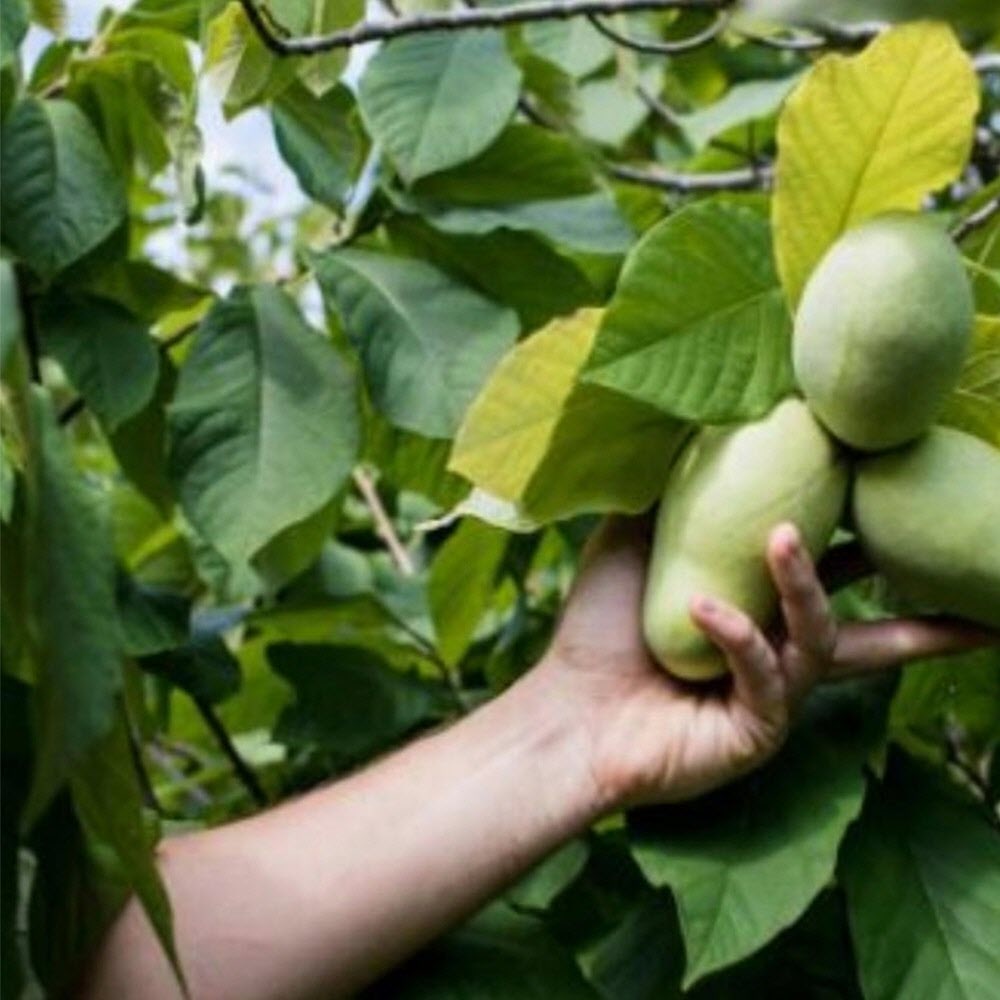 접목 포포나무 묘목 3년 와바시 엔씨원 분묘 중묘 접목 포포묘목 38,000원