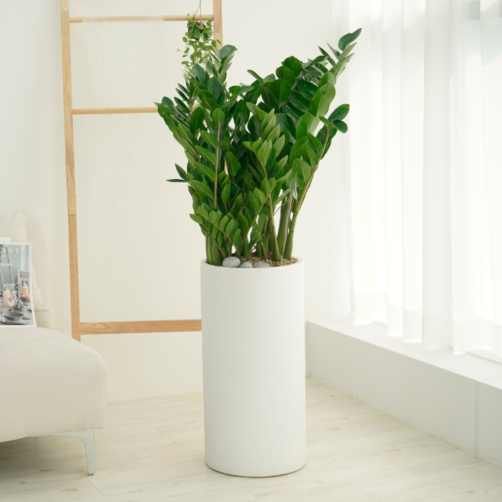 농원청년 돈나무 금전수 인테리어 공기정화식물 개업화분 집들이 승진 선물 사무실 이전 개원 병원 식당 개업식 축하화분배달, 1개 149,000원